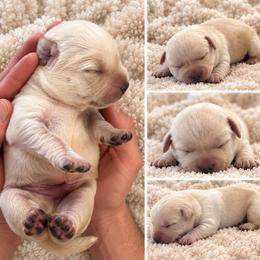 Frosty - Yellow male Labrador Retriever puppy in Ozark, Missouri from Westwind Labradors