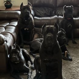 Cane Corso from Sterling Cane Corsos