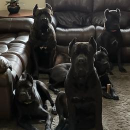 Cane Corso from Sterling Cane Corsos