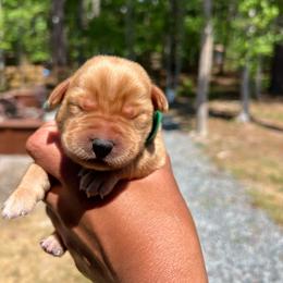 Rusty - Yellow male Labrador Retriever puppy in Carthage, North Carolina from Wicked Pines Retrievers