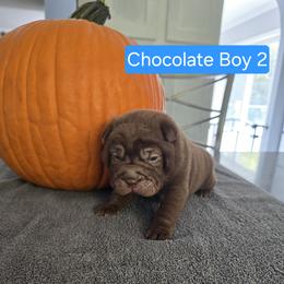 Chocolate Boy 2 - Chocolate dilute male Chinese Shar-Pei puppy in Blossvale, New York from CNY Shar Peis