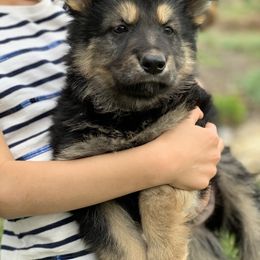 German Shepherd and White Shepherd Puppies from Scenic Creek German Shepherds