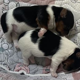 Biewer Terrier puppies from Kilmaren Cavaliers and Born in the USA Biewer Terriers