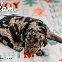 Yam - Merle female Goldendoodle puppy in Maquoketa, Iowa from Nation Goldendoodles