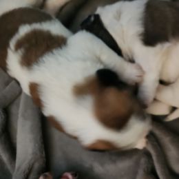 Saint Bernard Puppies from Amber's Saint Bernards