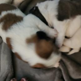 Saint Bernard Puppies from Amber's Saint Bernards