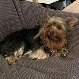 Yorkshire Terriers from Joanie's Yorkies