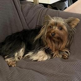 Yorkshire Terriers from Joanie's Yorkies