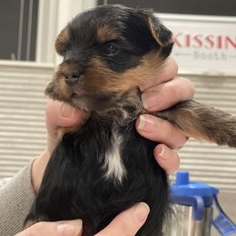 Yorkshire Terrier Puppies from Beantown Yorkshires