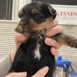 Yorkshire Terrier Puppies from Beantown Yorkshires