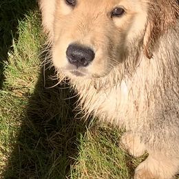 Golden Retriever Puppies from Davis Pond Goldens