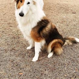 Loveme - Collie