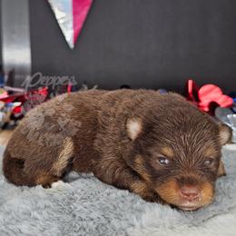 Pepper's ABC - Doremi - Chocolate and tan female Pomeranian puppy in Plant City, Florida from Pepper's Pomeranians
