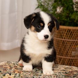 Plaid and bougie(3 way clear) - Black and tan male Pembroke Welsh Corgi puppy in Keene, Texas from Texas Fluff Butts and Friends