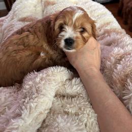 Girl 1 - Red female Cavapoo puppy in Youngsville, North Carolina from Blackberry Hill Doodles