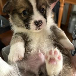 Red 1 - Red male Pembroke Welsh Corgi puppy in Mountain View, Hawaii from Celtic Corgis