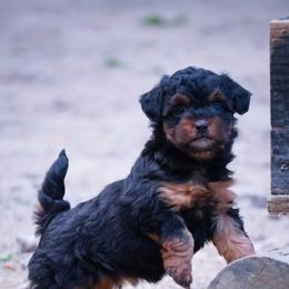 Mary Jane - Black phantom female Aussiedoodle puppy in Central Islip, New York from Fifth Avenue Australian Shepherds