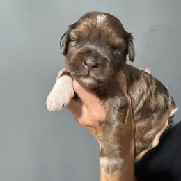 Green - Chocolate merle male Bernedoodle puppy in Petersburg, Michigan from Brittany’s Mini Bernedoodles