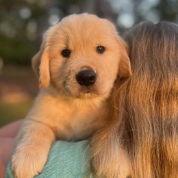 Black Collar - Golden male Golden Retriever puppy in Milledgeville, Georgia from Jackson Farm Kennels