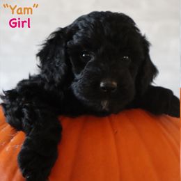 Yam - Black female Goldendoodle puppy in Payson, Utah from Country Sky Doodles
