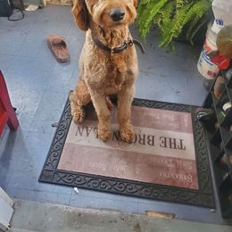 Sav - Goldendoodle