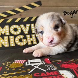 Bogart - Blue merle male Australian Shepherd puppy in Kearney, Nebraska from Helix Aussies