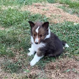 Lionel - White and sable male Shetland Sheepdog puppy in Jefferson City, Missouri from Bax’s Babies