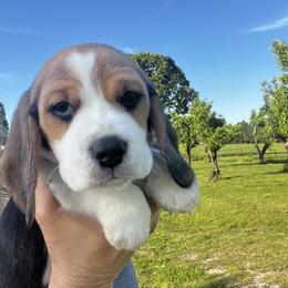Beagle Puppies from Leslie Beagles of Leslie Farm