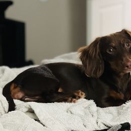 Emmie - Dachshund