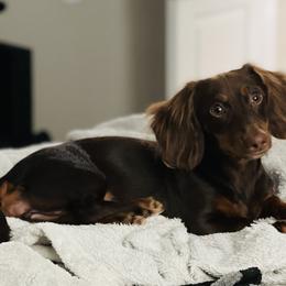 Emmie - Dachshund