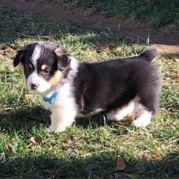 Teal Collar Boy 4 - Black and tan Pembroke Welsh Corgi puppy in Redding, California from Muletown Corgis