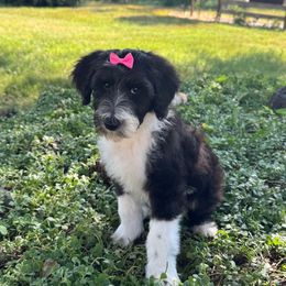 Carrie - Black and white female Sheepadoodle puppy in Watford City, North Dakota from Smith Acres Doodles