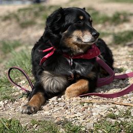 Luna - Australian Shepherd