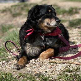 Luna - Australian Shepherd