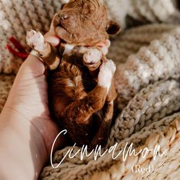 Cinnamon - Red  male Goldendoodle puppy in Patterson, California from Dooling Doodles