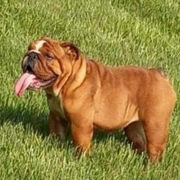 Callie Grace - Bulldog