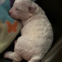 Bichon Frise puppies from Savannah Bichons
