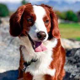 Pollyanna - Bernedoodle