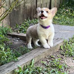 Pembroke Welsh Corgi Puppies from Newlands Insane Danes and Corgis