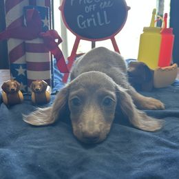 Reese - Fawn (isabella) and tan female Dachshund puppy in Chillicothe, Ohio from Brittney's Dachshunds