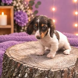 Female 2 - Piebald female Dachshund puppy in Glen St Mary, Florida from Little Pawz, LLC