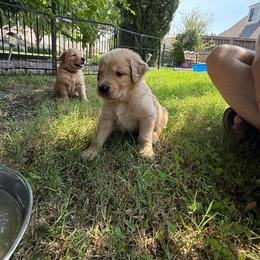 Yellow Collar - Golden male Golden Retriever puppy in Tulsa, Oklahoma from Triple J Goldens, LLC