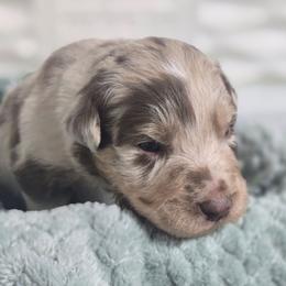 Biscuit (Red Merle) - Red merle male Australian Shepherd puppy in Rainsville, Alabama from Chaparro Farm Aussies