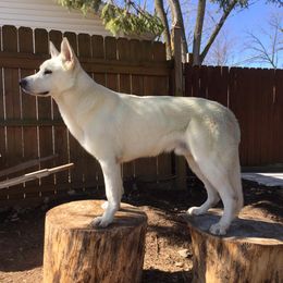 Lavigne - Berger Blanc Suisse