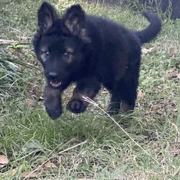 German Shepherd Puppies from Eisenkraft K9’s