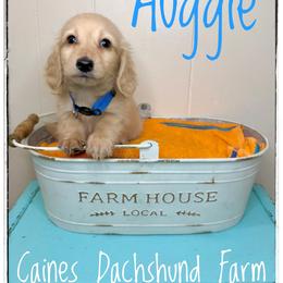 Auggie - Cream male Dachshund puppy in Cincinnati, Ohio from Caines Dachshund Farm