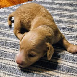 Janis Joplin - Cream female Dachshund puppy in Mayport, Pennsylvania from Debbie's Dachshunds