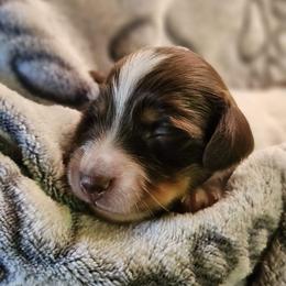 Piebald Female - Chocolate and tan female Dachshund puppy in Trade, Tennessee from TN Miniature Dachshunds & Basset Hounds