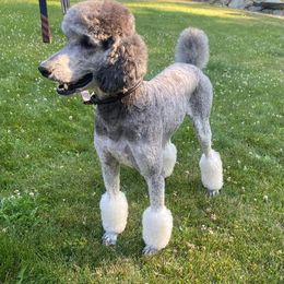 Ridge - Poodle