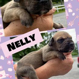 NELLY - Fawn female Great Dane puppy in Wellsville, New York from Prophecy Danes